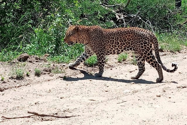 Kruger National Park Explorer - Photo 1 of 7